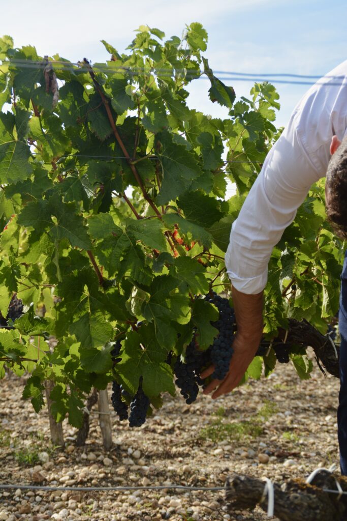 Grappe de raisin pendant les vendanges.